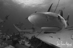 Hello!!!! This Reef Shark ended up on my dome but took of... by Steven Anderson 